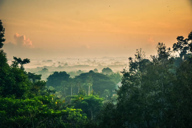istock Beautiful sunshine tropical rainforest view at misty morning. 1298085368