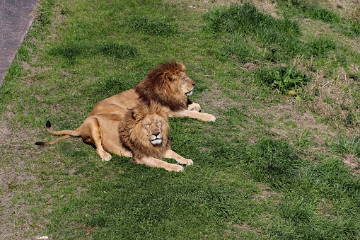 Two lions on the grassland
