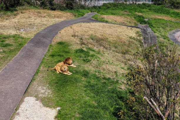 istock Two lions on the grassland 1298085465