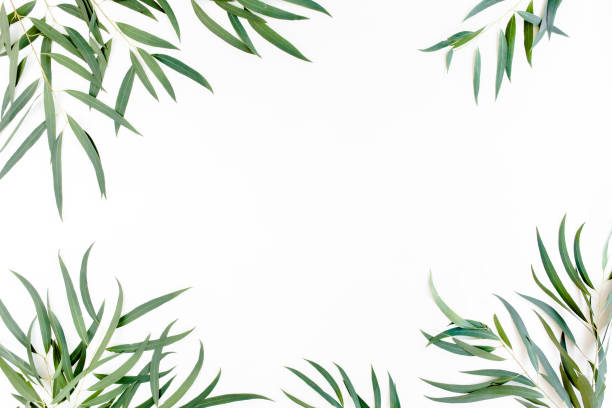 istock frame of green branches, eucalyptus leaves on a white background. flat layout, top view 1298085469