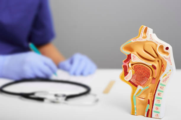 Nasal and oral cavity anatomical model for medical study on doctors table. ENT doctor during consultation over background Nasal and oral cavity anatomical model for medical study on doctors table. ENT doctor during consultation over background larynx stock pictures, royalty-free photos & images