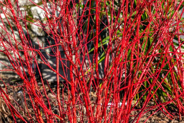 Cornus alba 'Sibirica' shrub with crimson red stems in winter and red leaves in autumn commonly known as Siberian dogwood, stock photo image