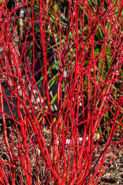 Cornus alba 'Sibirica' Cornus alba 'Sibirica' shrub with crimson red stems in winter and red leaves in autumn commonly known as Siberian dogwood, stock photo image cornus alba sibirica stock pictures, royalty-free photos & images