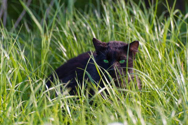 istock black cat with beautiful green eyes hunt in the grass 1298087083