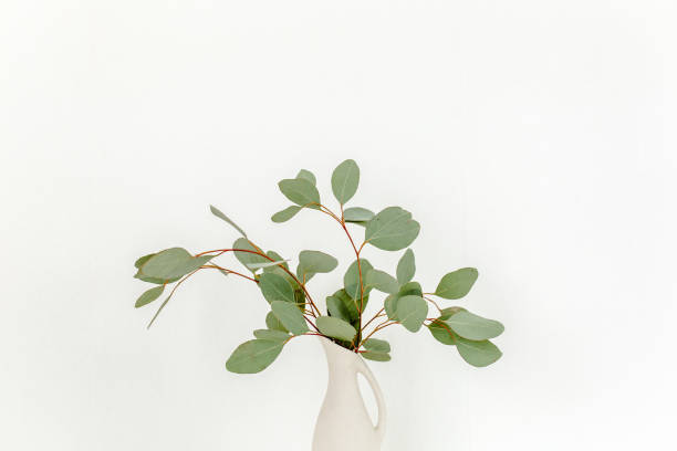 istock Branches of eucalyptus populus in vase on table on light background. Home decor. Blog, website or social media concept 1298087753