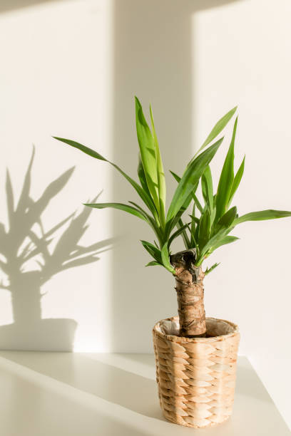 istock Yucca palm in a straw pot and shadows on a white wall 1298087870