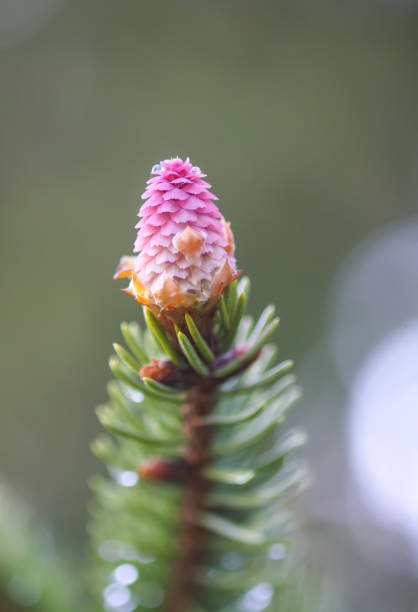 istock Fir tree branches with a young soft cones in April. Seasonal nature details. 1298087905