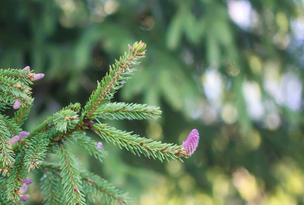 istock Fir tree branches with a young soft cones in April. Seasonal nature details. 1298087914