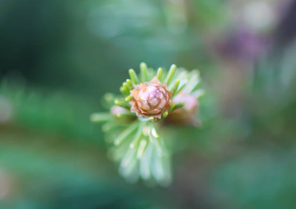 Fir tree in spring forest with the young soft cones in April. Seasonal nature details.