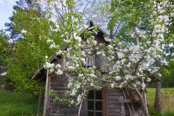 istock Flowering branch of apple-tree with white flowers 1298087980