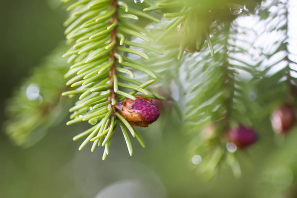istock Fir tree branches with a young soft cones in April. Seasonal nature details. 1298087993