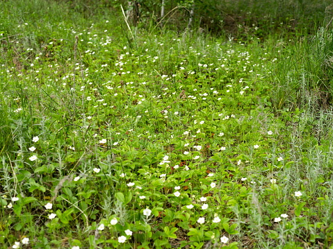 Wild forest strawberries (Fragaria vivridis Duch.) blooms in a meadow in the forest in summer.