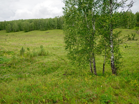Several birches stand at the edge of the forest against the backdrop of the forest on a cloudy summer day.
