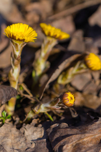 istock Coltsfoot flowers in the forest 1298090312