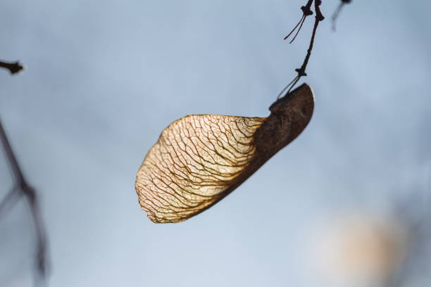 chaves de bordo secas (sementes) em um galho de árvore na primavera - maple keys seed maple tree transparent - fotografias e filmes do acervo
