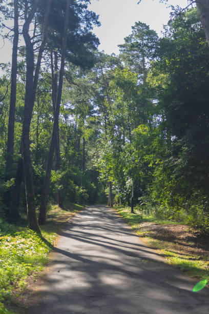 istock Pine trees in the forest on the Curonian Spit 1298090612