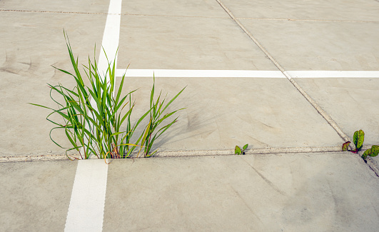 Grass and small wild plants grow between concrete slabs in a large parking lot.