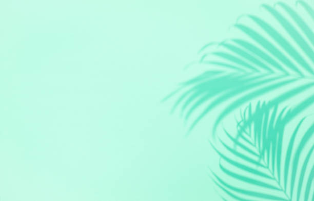 istock Shadow of tropical palm tree leaf on green background,  copyspace. Minimal summer concept 1298093001