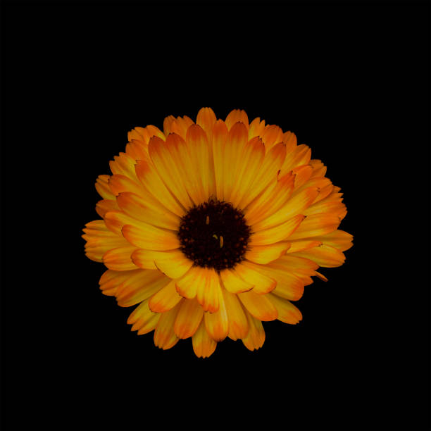 Flower Marigold (Calendula Officinalis) Isolated. Flower on black background. Flower Marigold (Calendula Officinalis) Isolated. Beautiful flower on black background. Sepal stock pictures, royalty-free photos & images