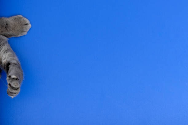 Cat paw on blue