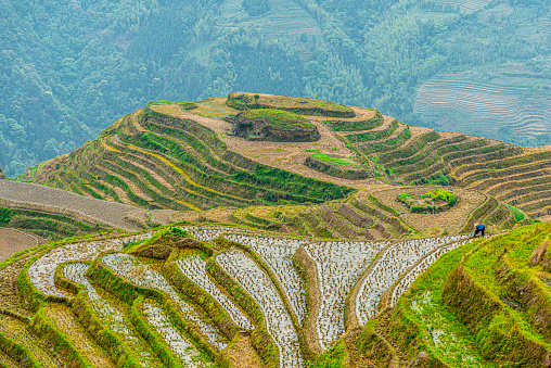 Terraced rice landscape in China, one farmer planting