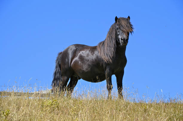istock Black pony on the dike, Groede Netherlands 1298094302