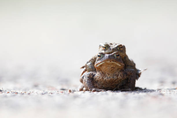 A female common toad with a male on its back crossing the street to the place it was born.