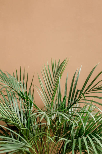 Exotic tropical green palm leaves, branchs on brown background with blank space for text. Flat lay, top view