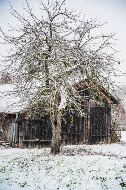istock A vertical shot of a bare tree and an old barn in the background 1298096384