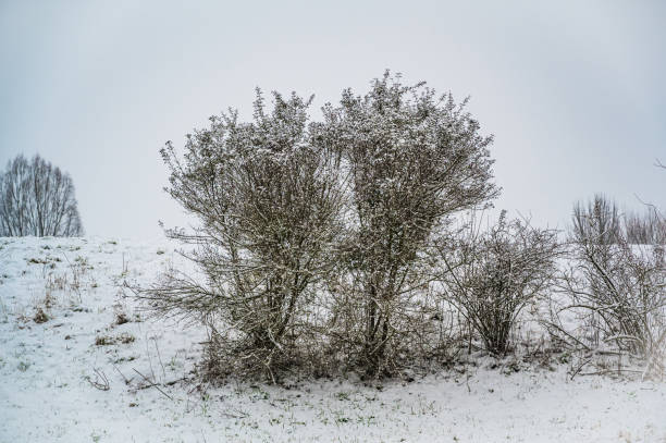 istock A closeup shot of snow-covered bare bushes 1298096771