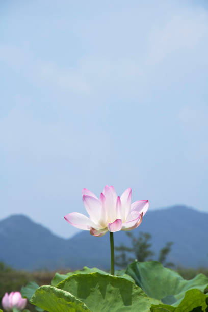beautiful water lily and lotus in Korea