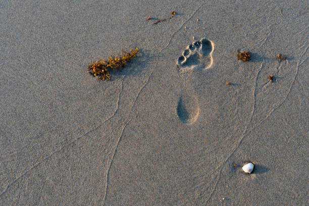 A large footprint on the beach