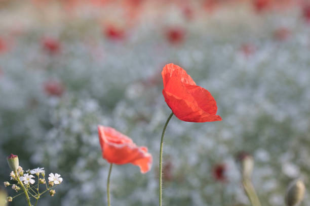 istock poppy in field 1298098133