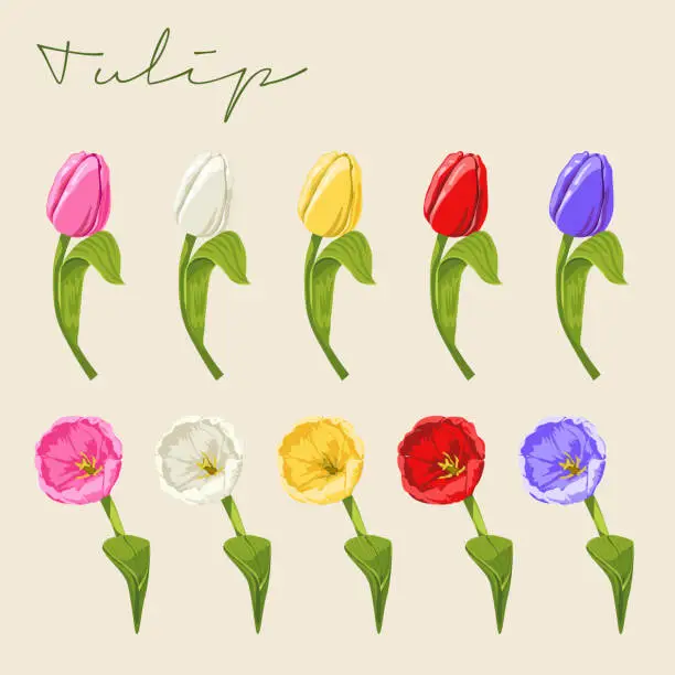Vector illustration of Set of Different colored Tulipa gesneriana, Tulip Flower Botanical Colourful vector illustrations in different angles