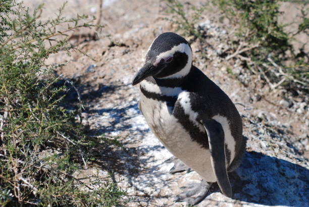istock A Magellanic Penguin among the vegetation that hides its nest. 1298098371