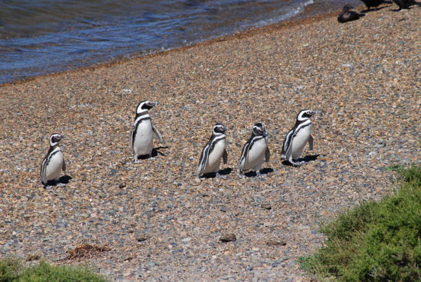 A group of Magellanic penguins on the pebble beach of caleta Valdez. In Argentina, on the Valdes peninsula, there is an area where a huge colony of Magellanus pinguins nests punta tombo stock pictures, royalty-free photos & images