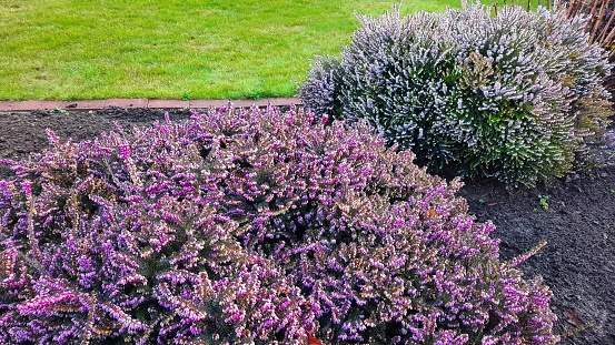 Purple, lilac en pink heather bushes in a garden with green grass. large bushes.