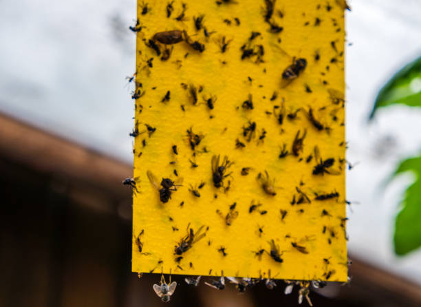 istock Yellow board insect trap in the garden 1298099606