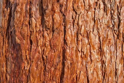 Sequoia sempervirens redwood bark closeup as wooden background