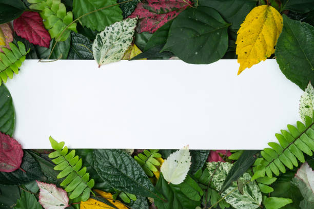 istock Creative concept multicolor leaves with a copy space. Flat lay view. Nature concept. 1298100348