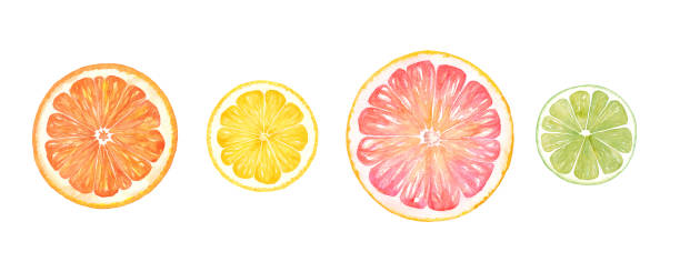 illustrazioni stock, clip art, cartoni animati e icone di tendenza di illustrazione ad acquerello di fette di agrumi. un set di arancia, limone, pompelmo e lime. - lime ripe fruit citrus fruit