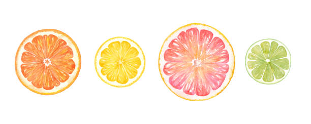 감귤류 슬라이스의 수채화 그림. 오렌지, 레몬, 자몽, 라임 세트. - grapefruit fruit freshness pink stock illustrations