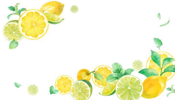 illustrazioni stock, clip art, cartoni animati e icone di tendenza di un'illustrazione rinfrescante ad acquerello di agrumi e menta. design del telaio con due angoli decorati. sfondo banner. limone e lime. - lime ripe fruit citrus fruit