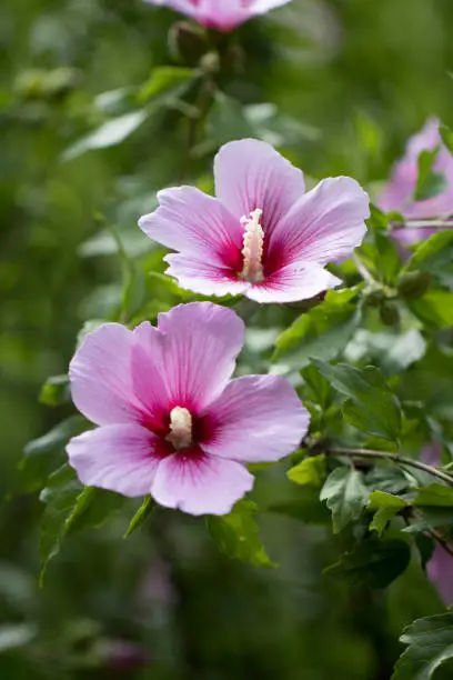 The beautiful rose of Sharon bloomed in the field