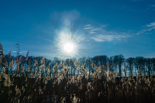Reed plants against in the backlight of the sun