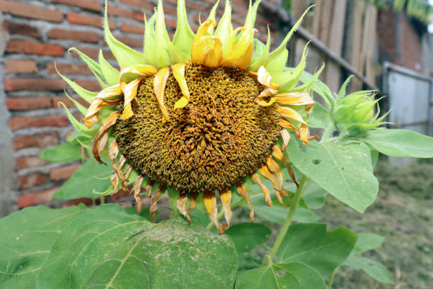Sunflowers that will dry sunflowers with its leaf sunflower star stock pictures, royalty-free photos & images
