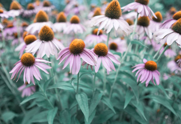 istock echinacea purpurea, purple coneflower in bloom 1298102231