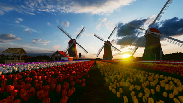 Field of colorful tulip with old mills running at sunset