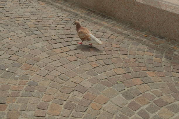 istock Pigeon by the sea 1298103346