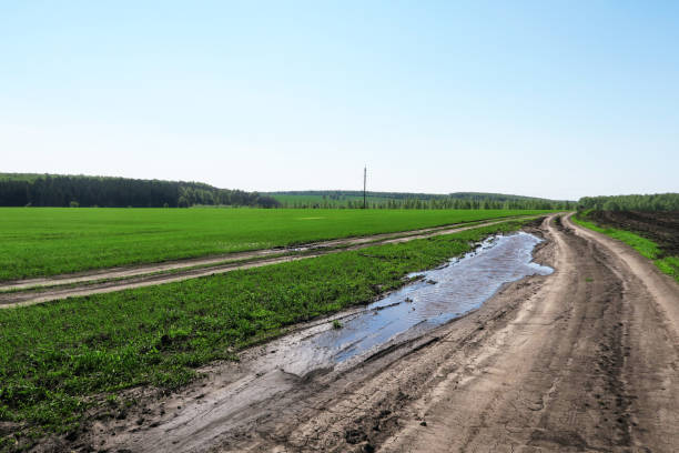 緑の新鮮な草が入った畑沿いの道路。 - footpath wood horizon nature ストックフォトと画像